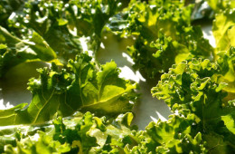 The SuperHero of Vegetables – Crunchy Kale Chips